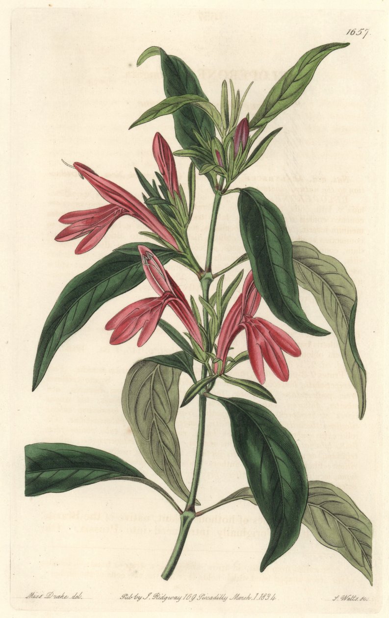 Carmantine，原产于巴西--S.Watts根据Sarah Anne Drake（1803-1857）的插图创作的Water forte，来自《植物志》。 作者 西德纳姆·泰斯特·爱德华兹