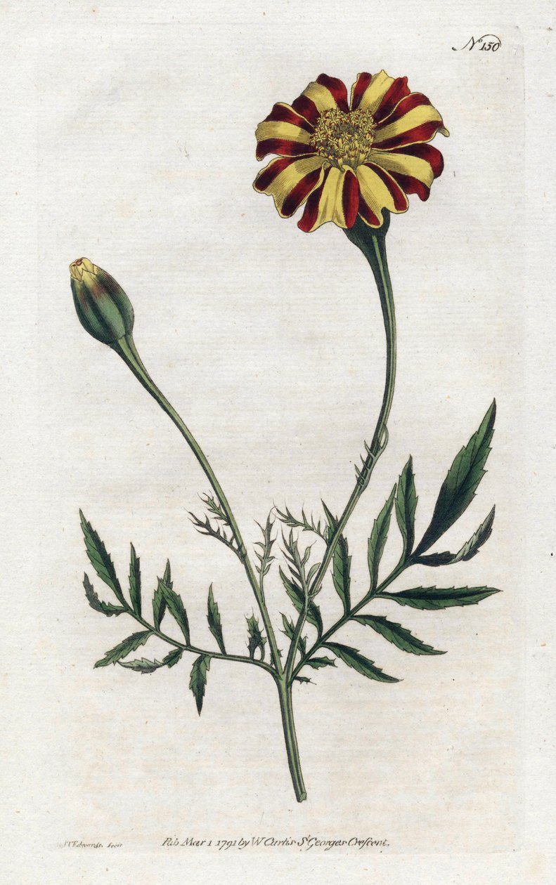 印度康乃馨或tagete etalee - Sydenham Edwards (1768-1819) 的平版印刷术，William Curtis (1746-1799) 来自植物学杂志的版画 作者 西德纳姆·泰斯特·爱德华兹