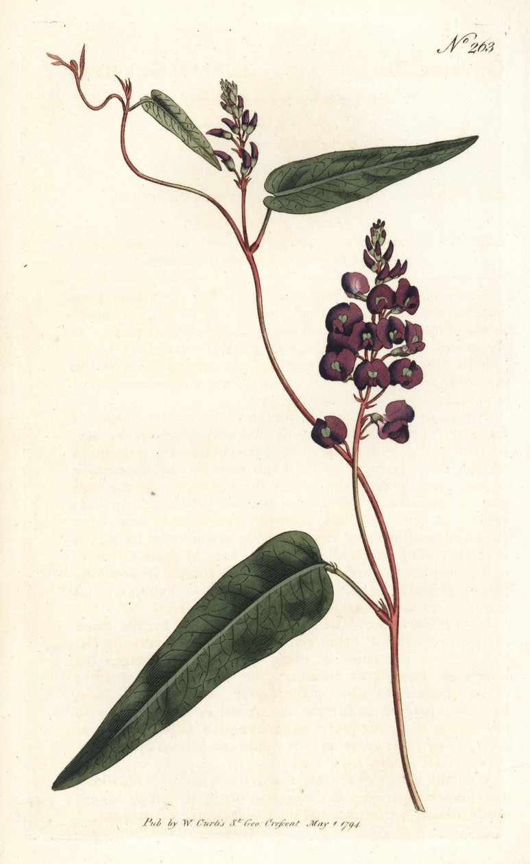 Caulinia bimaculata（紫甘氨酸，Glycine bimaculata）。 在伦敦威廉柯蒂斯植物学杂志的 Sydenham Edwards 插图后，Sansom 手工雕刻的铜版画 作者 西德纳姆·泰斯特·爱德华兹