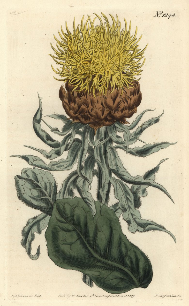 Centauree a grosse tête--巨大风铃草或大头黄牛，Centaurea macrocephala。F. Sansom Jr.根据Sydenham Edwards的插图进行的手绘铜版画，出自William Curtis的植物学杂志，T. Curtis，伦敦 作者 西德纳姆·泰斯特·爱德华兹