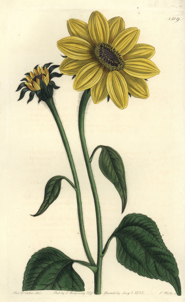 中美洲阿斯特里亚斯变种--Tithonia tubaeformis（小喇叭向日葵，Helianthus tubaeformis）。S. Watts根据Sydenham Edwards的《植物志》中Sarah Drake小姐的插图进行的手绘铜版画，Ridgeway, Lo 作者 西德纳姆·泰斯特·爱德华兹