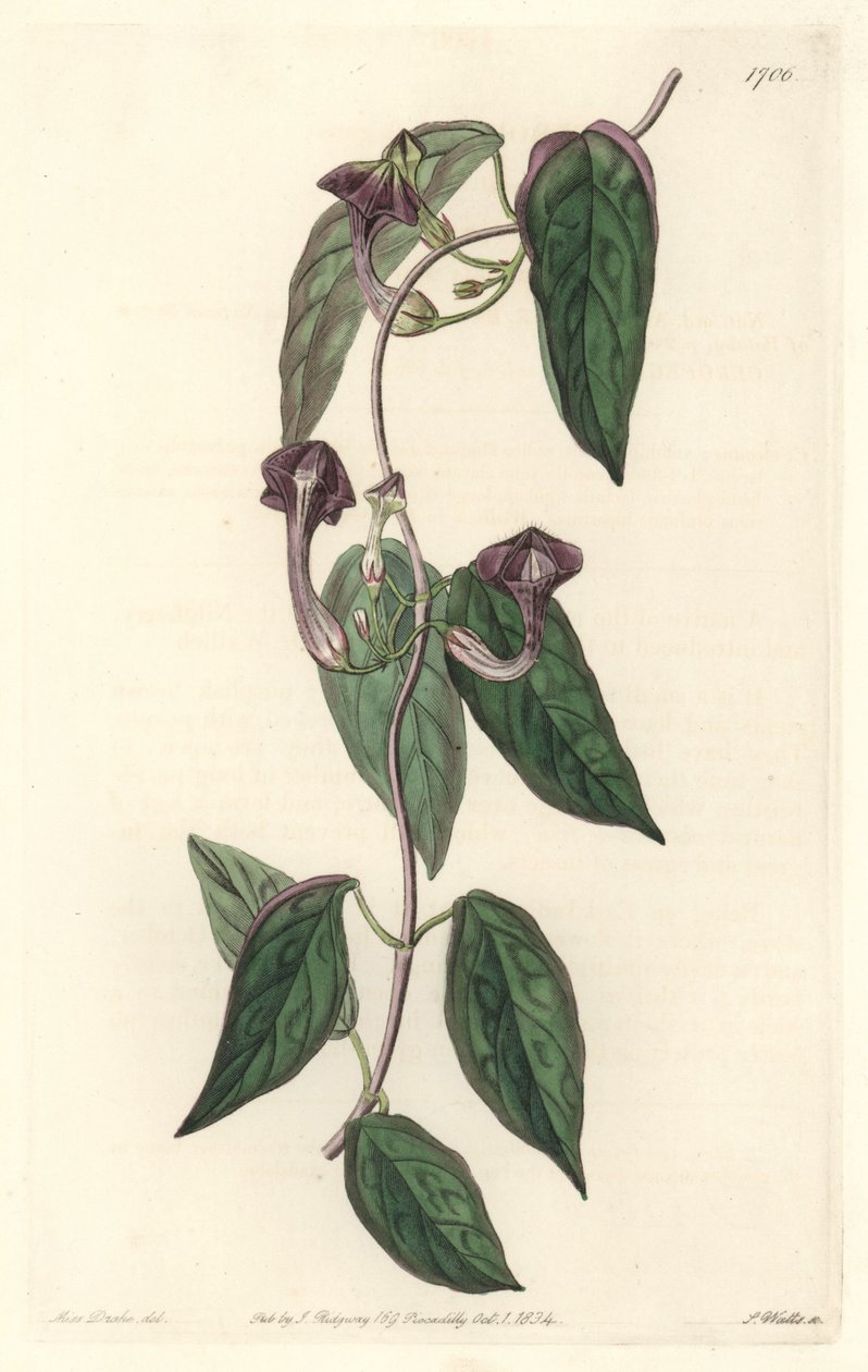 Ceropegia elegant，原产于印度--S. Watts根据Sarah Anne Drake（1803-1857）的插图创作的强水，来自《植物志》。 作者 西德纳姆·泰斯特·爱德华兹