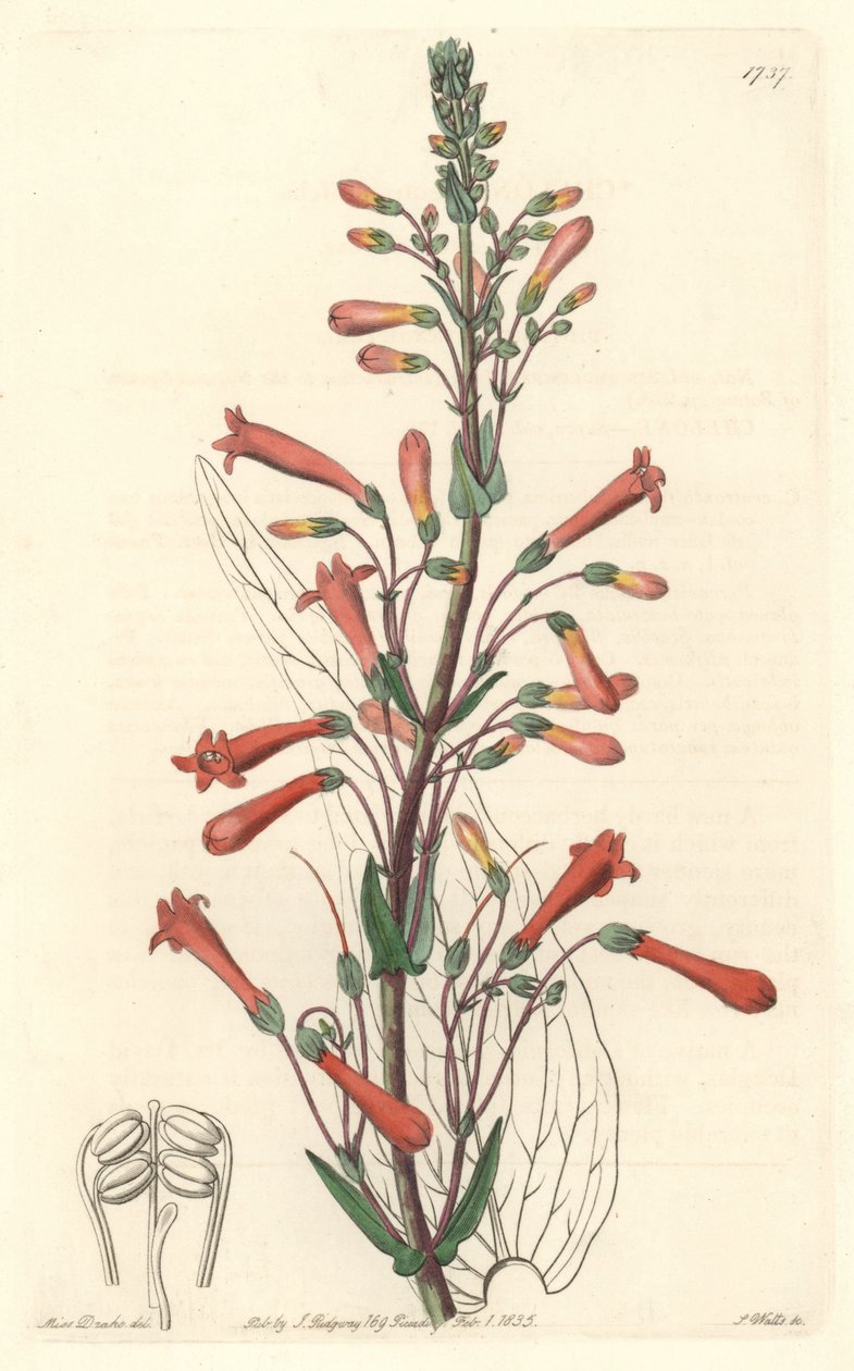Chelone（或 Galane）具有缬草叶，原产于加利福尼亚 - S. Watts 强水来自植物名录的 Sarah Anne Drake (1803-1857) 插图 作者 西德纳姆·泰斯特·爱德华兹