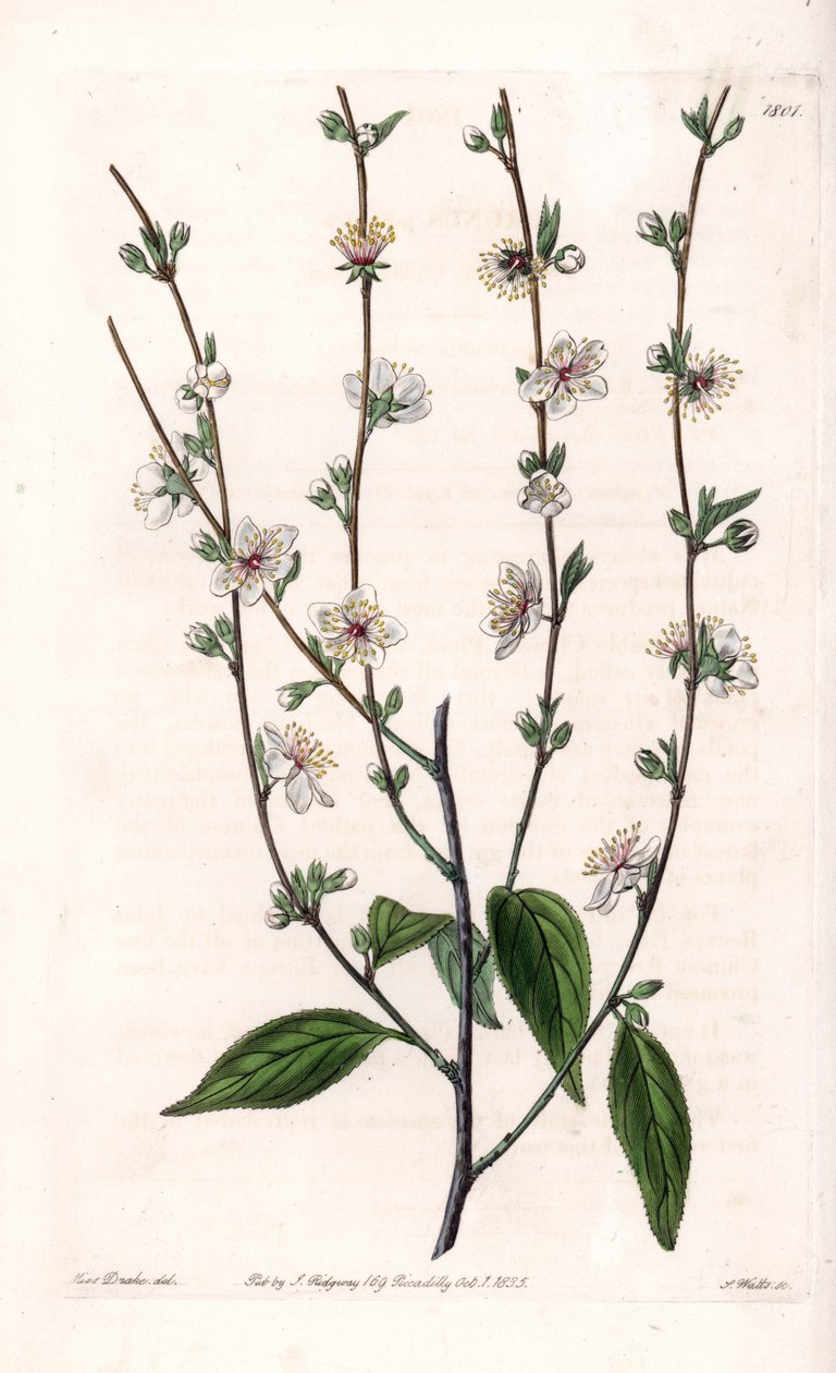 樱桃树--S.Watts的刻板，出自莎拉-安妮-德雷克（1803-1857）的插图，出自英国西登纳姆-爱德华兹（1768-1819）的植物学登记册。 作者 西德纳姆·泰斯特·爱德华兹