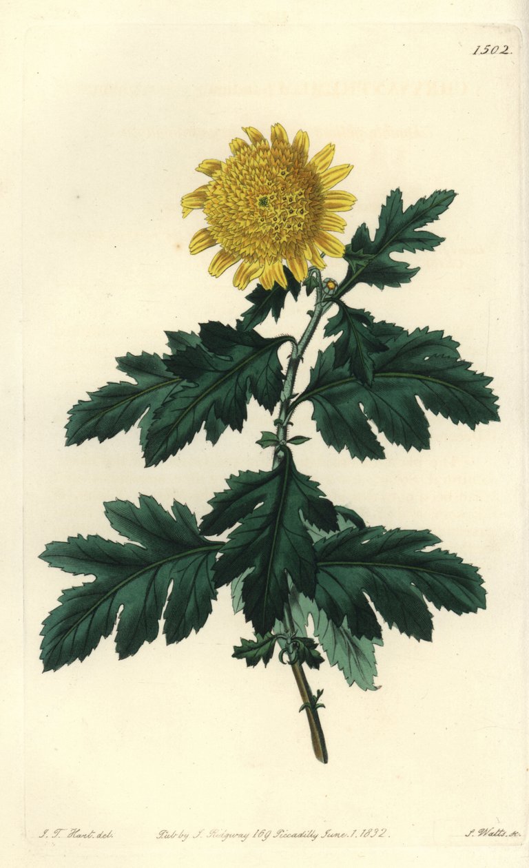 中国洋甘菊或印度菊花--双黄印度菊花，Chrysanthemum indicum var. plenum。S. Watts根据J.T. Hart的插图进行的手绘铜版画，出自伦敦Ridgeway的Sydenham Edwards的植物志。 作者 西德纳姆·泰斯特·爱德华兹