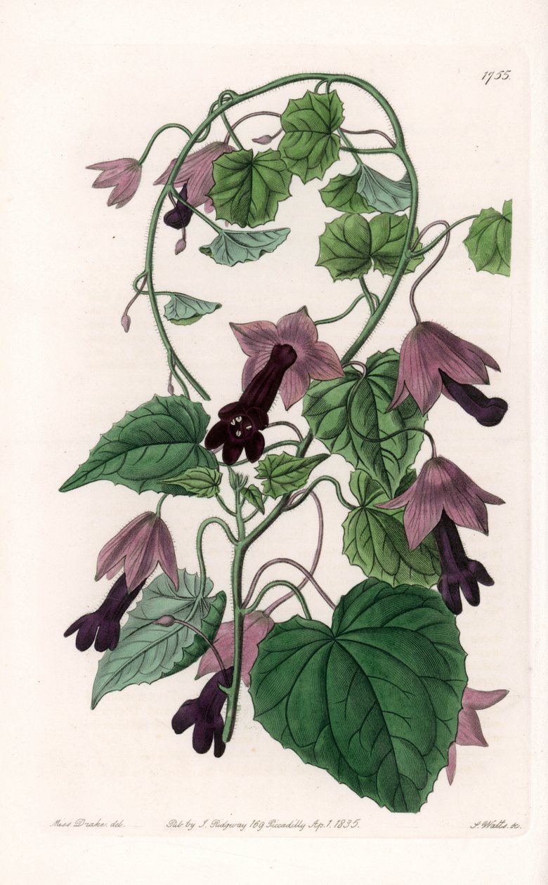 中国帽子 - S.Watts 雕刻的铭牌，来自 Sarah Anne Drake (1803-1857) 的插图，来自英国 Sydenham Edwards (1768-1819) 的植物名录 作者 西德纳姆·泰斯特·爱德华兹