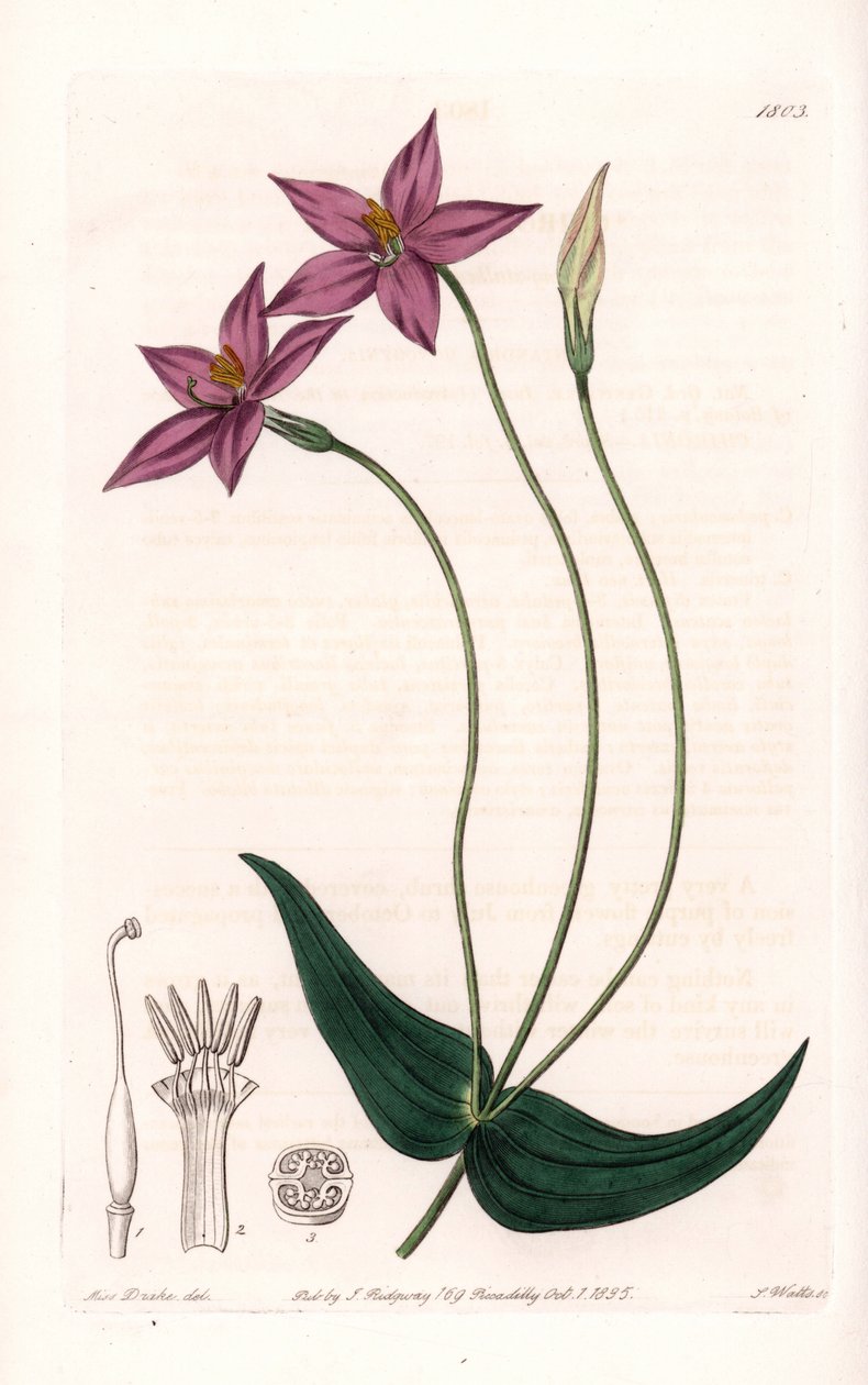 Chironia Variete - S.Watts雕刻的图版，来自Sarah Anne Drake（1803-1857）的插图，出自英国Sydenham Edwards（1768-1819）的植物学登记册。 作者 西德纳姆·泰斯特·爱德华兹