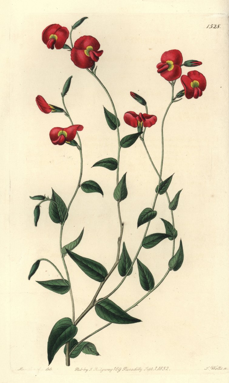 Chorizema ovatum（卵形的chorozema，Chorozema ovatum）。S. Watts根据Sydenham Edwards的《植物志》中Sarah Drake小姐的插图进行的手绘铜版画，Ridgeway，伦敦 作者 西德纳姆·泰斯特·爱德华兹