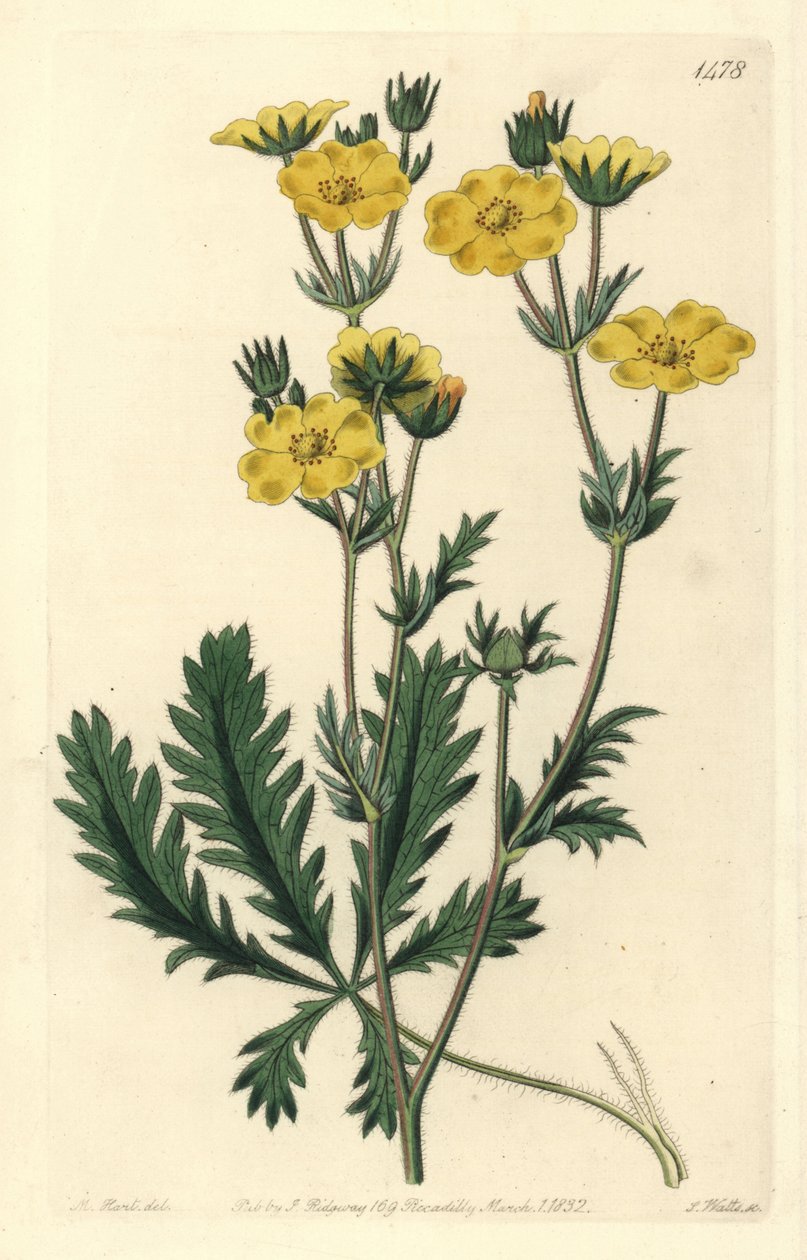 Cinquefoil Dressee - 锯齿状的 cinquefoil，Potentilla laciniosa。 来自伦敦里奇韦 Sydenham Edwards