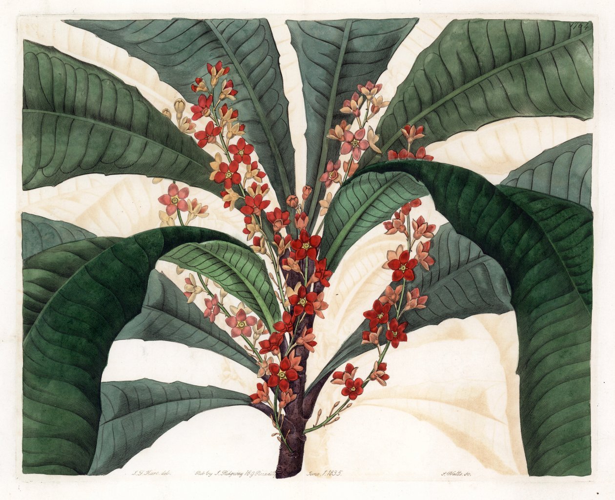 Clavija品种--S.Watts的雕版，来自I.J.Hart的插图，出自英国Sydenham Edwards（1768-1819）的植物学登记册。 作者 西德纳姆·泰斯特·爱德华兹