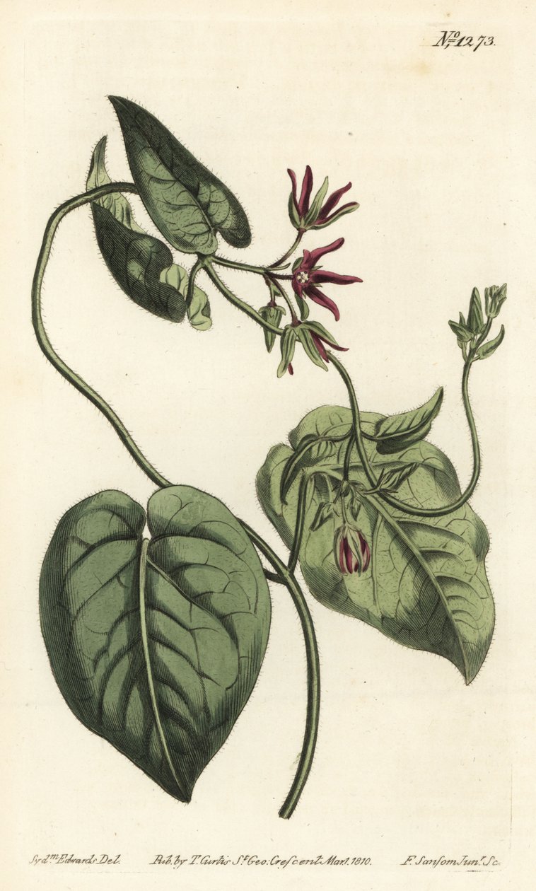攀援的牛奶藤，Matelea obliqua（Virginian cynanchum，Cynanchum discolor）。F. Sansom Jr.根据Sydenham Edwards的插图进行的手绘铜版画，出自William Curtis的植物学杂志，T. Curtis，伦敦 作者 西德纳姆·泰斯特·爱德华兹