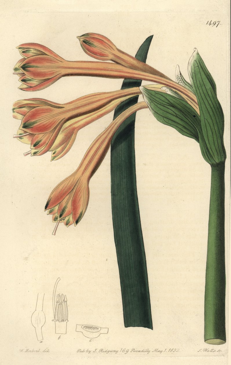 Clinanthus fulvus (Tawny coburgia, Coburgia fulva) 。S. Watts根据William Herbert的插图进行的手绘铜版画，出自Sydenham Edwards的《植物志》，伦敦Ridgeway。 作者 西德纳姆·泰斯特·爱德华兹