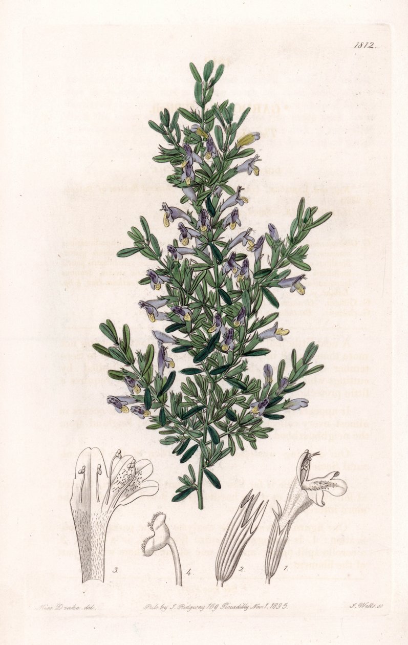 Clinopodium Variete - S.Watts雕刻的图版，来自Sarah Anne Drake（1803-1857）的插图，出自英国Sydenham Edwards（1768-1819）的植物学登记册。 作者 西德纳姆·泰斯特·爱德华兹