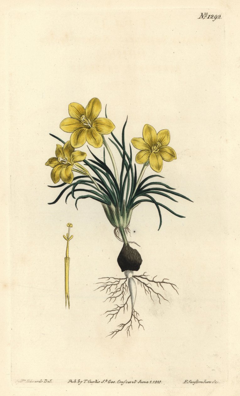 钟花， Moraea fugacissima (窄叶星系，Galaxia graminea)。 由 F. Sansom Jr. 手工彩色铜版雕刻，由来自伦敦 T. Curtis 威廉柯蒂斯植物学杂志的 Sydenham Edwards 绘制 作者 西德纳姆·泰斯特·爱德华兹