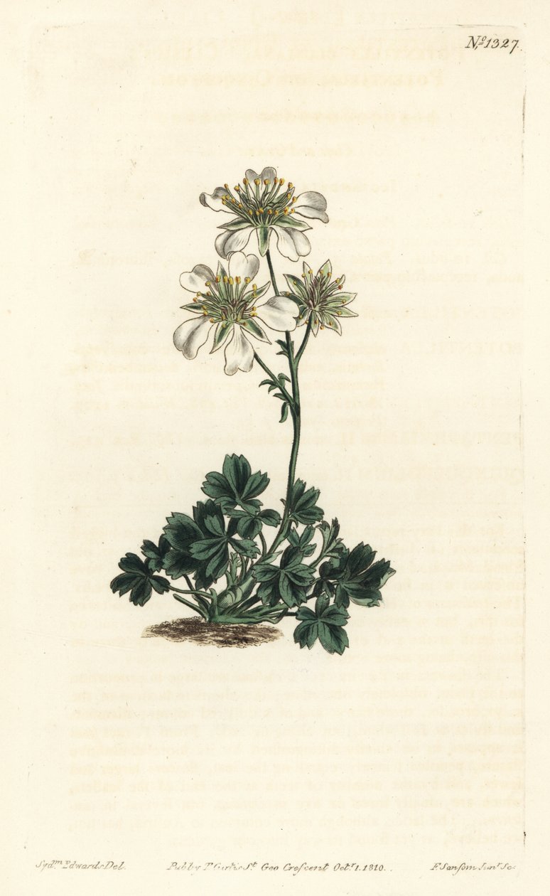 Clusius cinquefoil - Clusius cinquefoil, Potentilla clusiana。F. Sansom Jr.根据Sydenham Edwards的插图进行的手绘铜版画，出自William Curtis的植物学杂志，T. Curtis，伦敦 作者 西德纳姆·泰斯特·爱德华兹