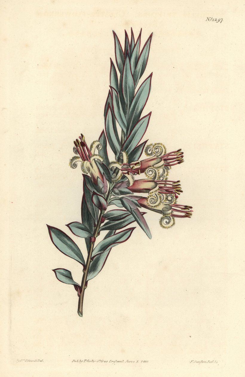 簇生花蕾，Styphelia triflora。F. Sansom Jr.根据Sydenham Edwards的插图进行的手绘铜版画，出自William Curtis的植物学杂志，T. Curtis，伦敦 作者 西德纳姆·泰斯特·爱德华兹