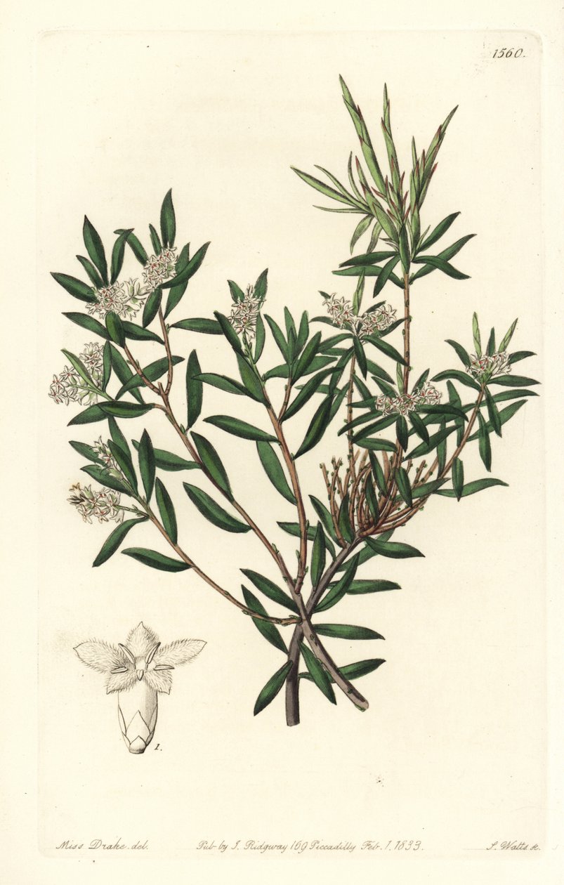 海岸胡麻或小花白胡子，Leucopogon parviflorus。S. Watts根据Sydenham Edwards的《植物志》中Sarah Drake小姐的插图进行的手绘铜版画，伦敦Ridgeway。 作者 西德纳姆·泰斯特·爱德华兹