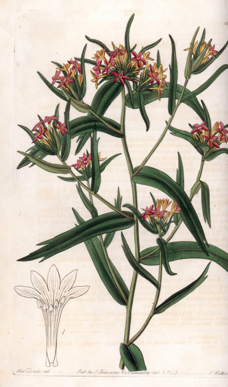 Collomia neon - S.Watts雕刻的图版，来自Sarah Anne Drake（1803-1857）的插图，出自英国Sydenham Edwards（1768-1819）的植物学登记册。 作者 西德纳姆·泰斯特·爱德华兹
