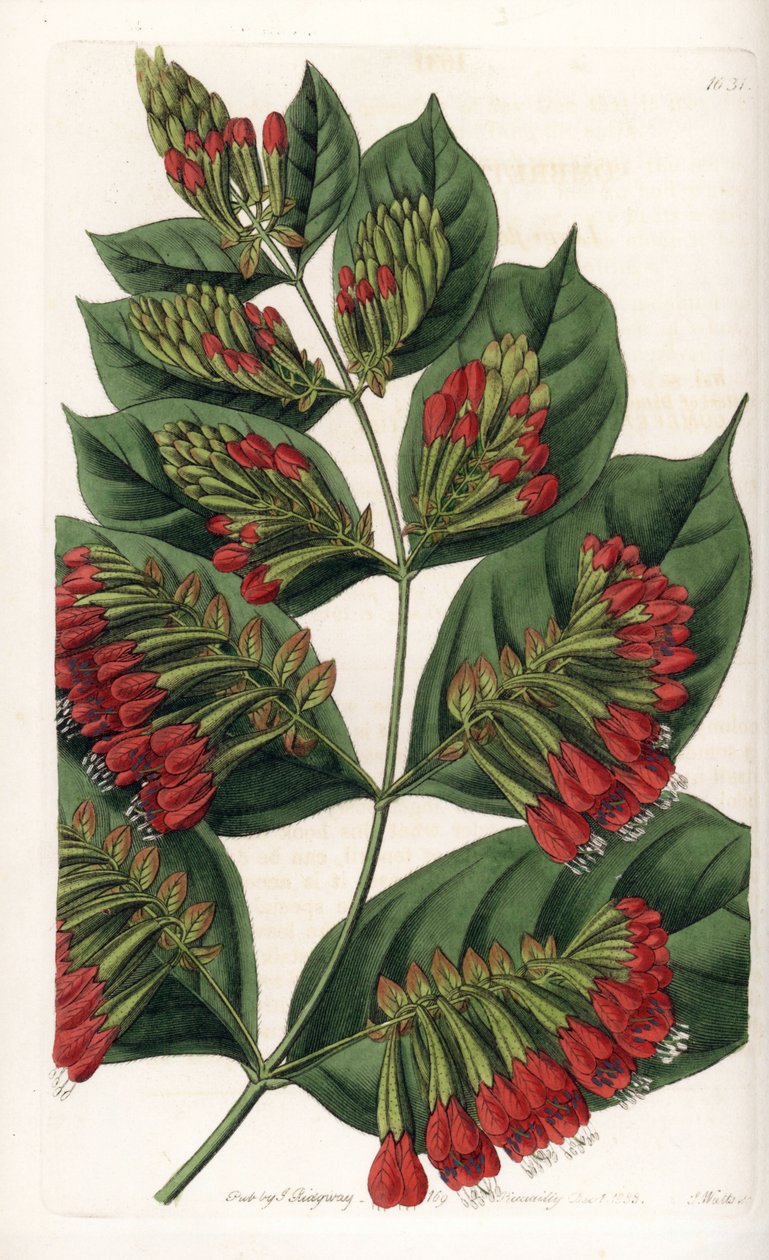 Combretum Variete, Red Flower Graphips - S.Watts 雕刻，来自 Sarah Anne Drake (1803-1857) 的插图，来自英国 Sydenham Edwards (1768-1819) 的植物名录 作者 西德纳姆·泰斯特·爱德华兹