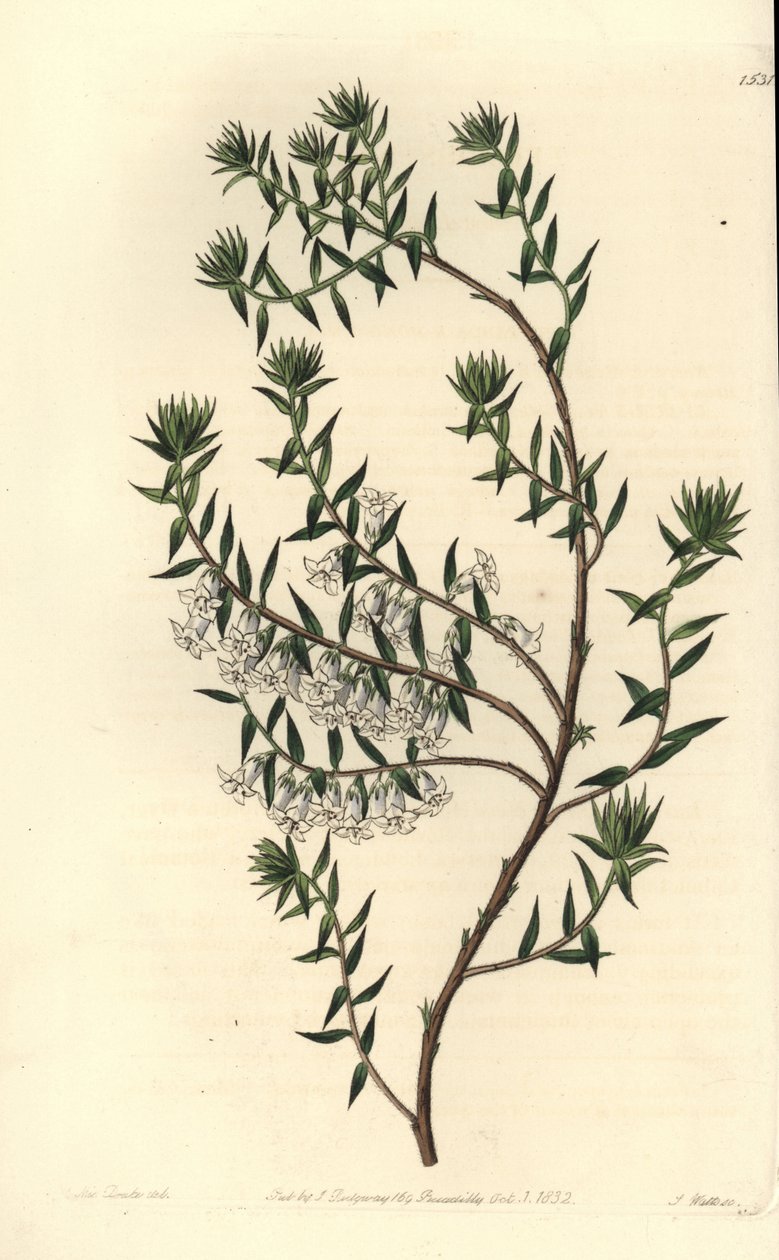 普通石楠，Epicris impressa (Snowy epacris, Epicris nivalis)。S. Watts根据Sydenham Edwards的《植物志》中Sarah Drake小姐的插图进行的手绘铜版画，Ridgeway，伦敦 作者 西德纳姆·泰斯特·爱德华兹