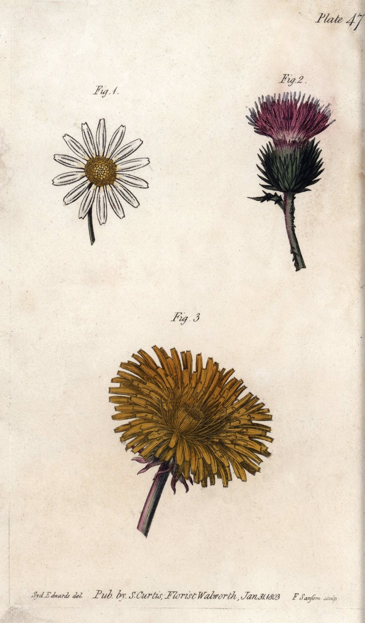 复合型花卉：前菜、驴皮蓟（或假的acanth onopordum）和蒲公英。彩色铜版画，由Sydenham Edwards（1768-1819）为兰贝斯植物园（英国）的植物学会议提供的插图。 作者 西德纳姆·泰斯特·爱德华兹