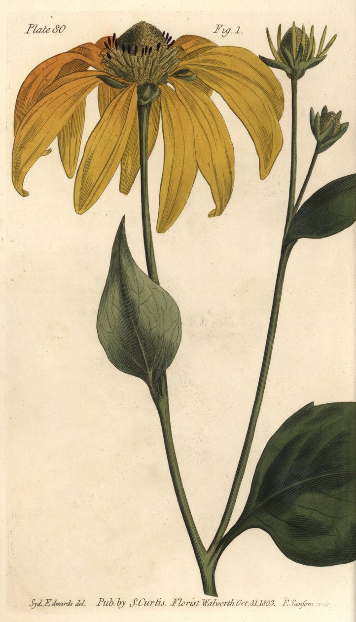 海棠花或黑眼珠，Rudbeckia hirta，Polygamia frustranea。F. Sansom的手绘铜版画，是Sydenham Edwards为William Curtis在兰贝斯植物园的植物学讲座所做的植物学插图。 作者 西德纳姆·泰斯特·爱德华兹