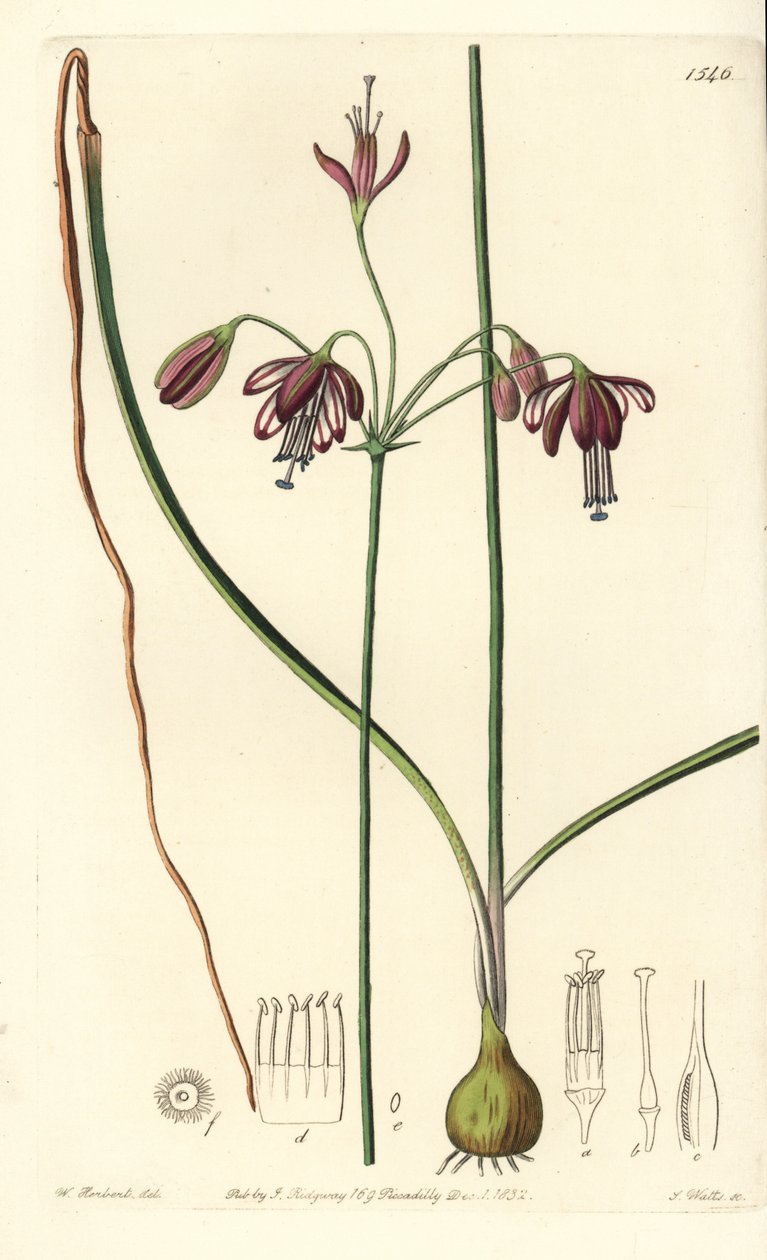 来自墨西哥的珊瑚或珊瑚滴 - 珊瑚滴，Bessera elegans (Hollow-leaved pharium, Pharium fistulosum)。 来自伦敦里奇韦 Sydenham Edwards