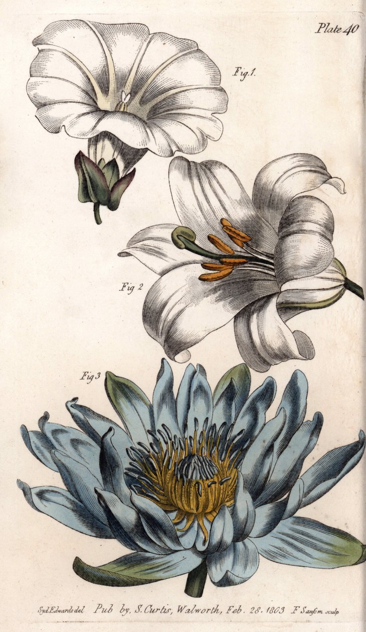 花冠：田边（花有单瓣），百合（六瓣）和百合（多瓣）。彩色铜版画，由Sydenham Edwards（1768-1819）为兰贝斯植物园（英国）的植物学会议提供的插图 作者 西德纳姆·泰斯特·爱德华兹