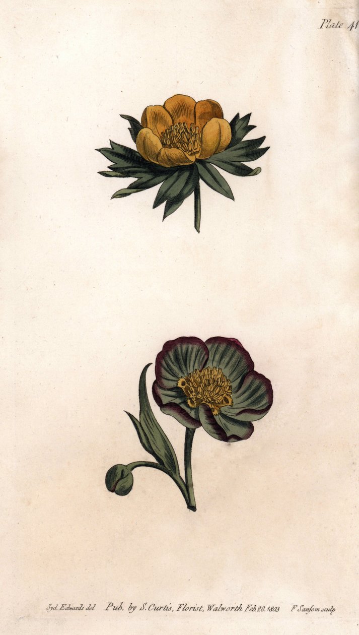 冬虫夏草（或鹤望兰或冬季乌头）和鹤望兰花瓣的花冠。彩色铜版画，由Sydenham Edwards（1768-1819）为兰贝斯植物园（英国）的植物学会议提供的插图。 作者 西德纳姆·泰斯特·爱德华兹
