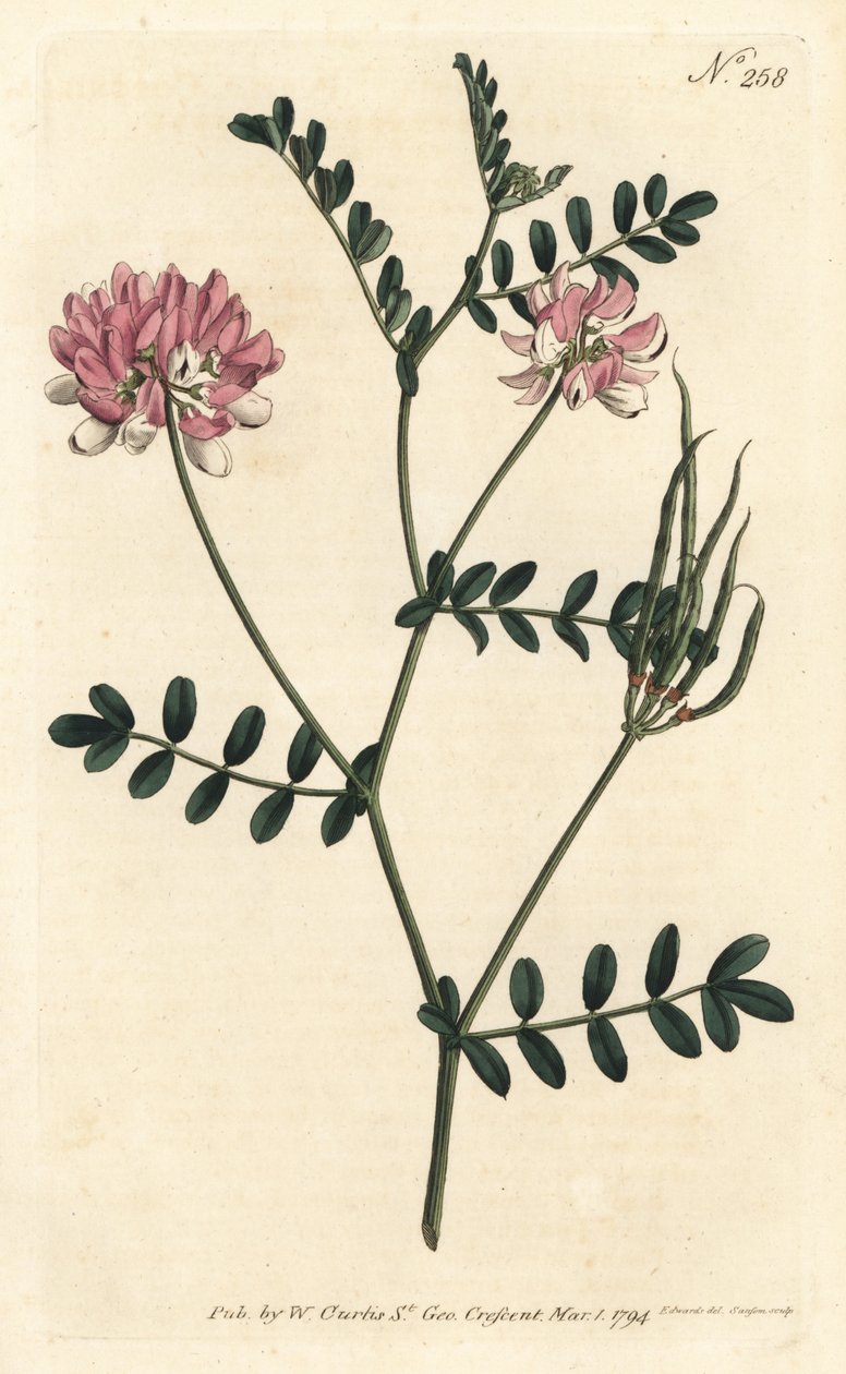Coronilla bigaree - Purple Crown Vetch, Securigera varia (Purple coronilla, Coronilla varia)。 在伦敦威廉柯蒂斯植物学杂志的 Sydenham Edwards 插图后，Sansom 手工雕刻的铜版画 作者 西德纳姆·泰斯特·爱德华兹