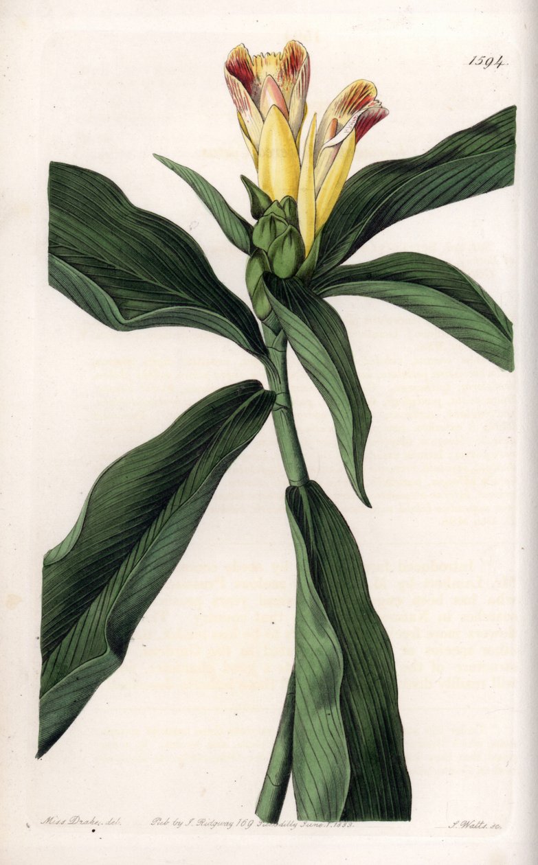 Costus Variete - S.Watts雕刻的图版，来自Sarah Anne Drake（1803-1857）的插图，出自英国Sydenham Edwards（1768-1819）的植物学登记册。 作者 西德纳姆·泰斯特·爱德华兹