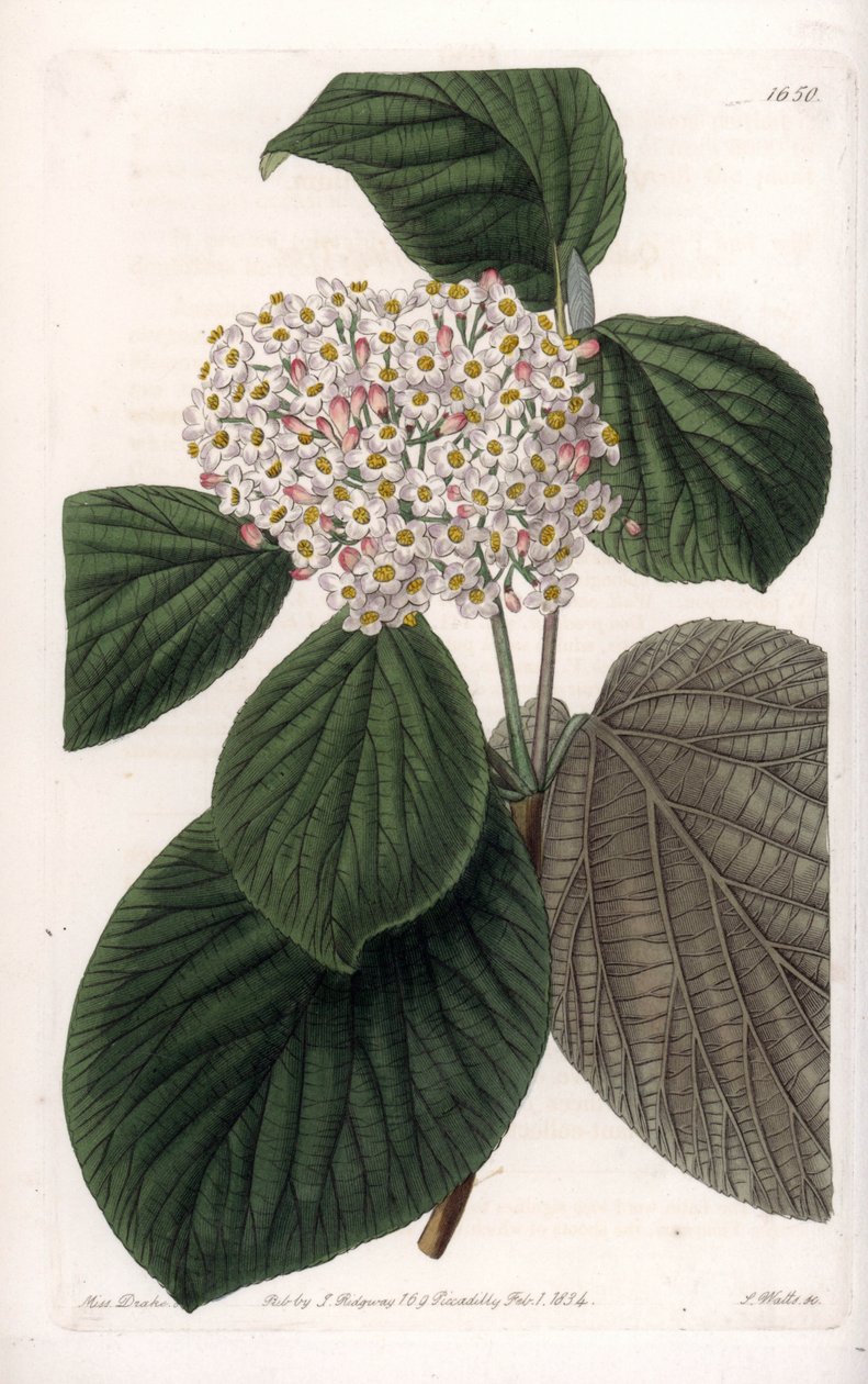 棉花--S.Watts的刻板，来自莎拉-安妮-德雷克（1803-1857）的插图，出自英国西登纳姆-爱德华兹（1768-1819）的《植物学登记》。 作者 西德纳姆·泰斯特·爱德华兹