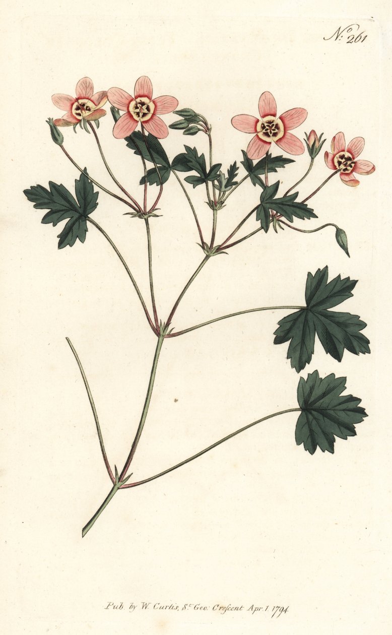鹤嘴（或鹳嘴）--肉色的鹤嘴，Erodium incarnatum。Sansom根据Sydenham Edwards的插图进行的手绘铜版画，出自William Curtis的植物杂志，伦敦 作者 西德纳姆·泰斯特·爱德华兹