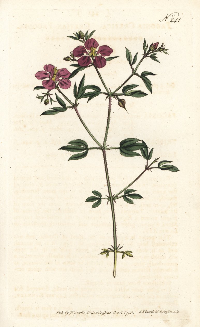 克里特Fagonia - 克里特Fagonia, Fagonia cretica。Sansom根据Sydenham Edwards的插图进行的手绘铜版画，伦敦William Curtis的植物学杂志。 作者 西德纳姆·泰斯特·爱德华兹