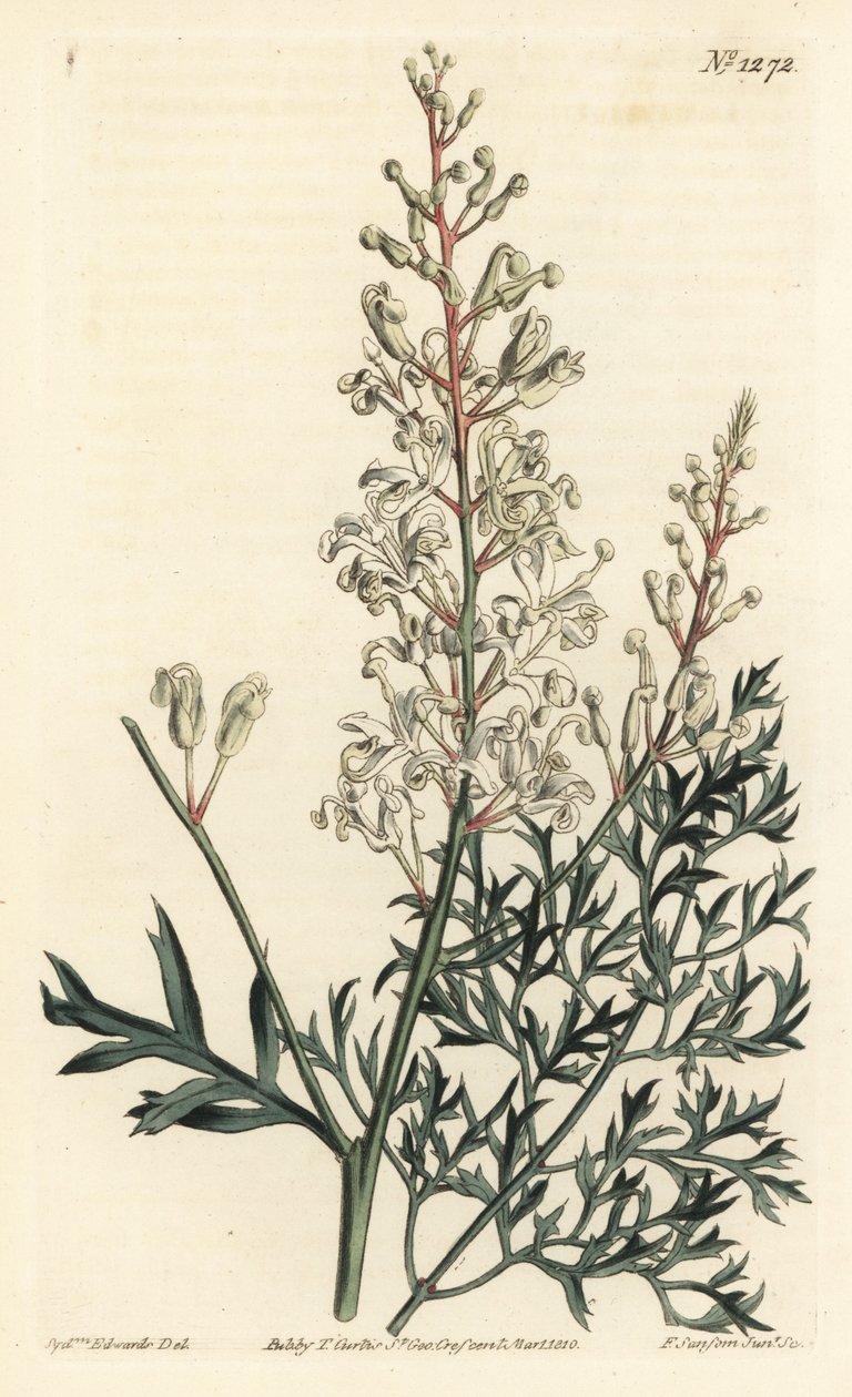 皱纹丛或丹参 - 皱纹丛或欧芹蕨（硫磺叶洛马提亚），Lomatia silaifolia。F. Sansom Jr.根据Sydenham Edwards的插图进行的手绘铜版画，出自William Curtis的植物学杂志，T. Curtis，伦敦 作者 西德纳姆·泰斯特·爱德华兹