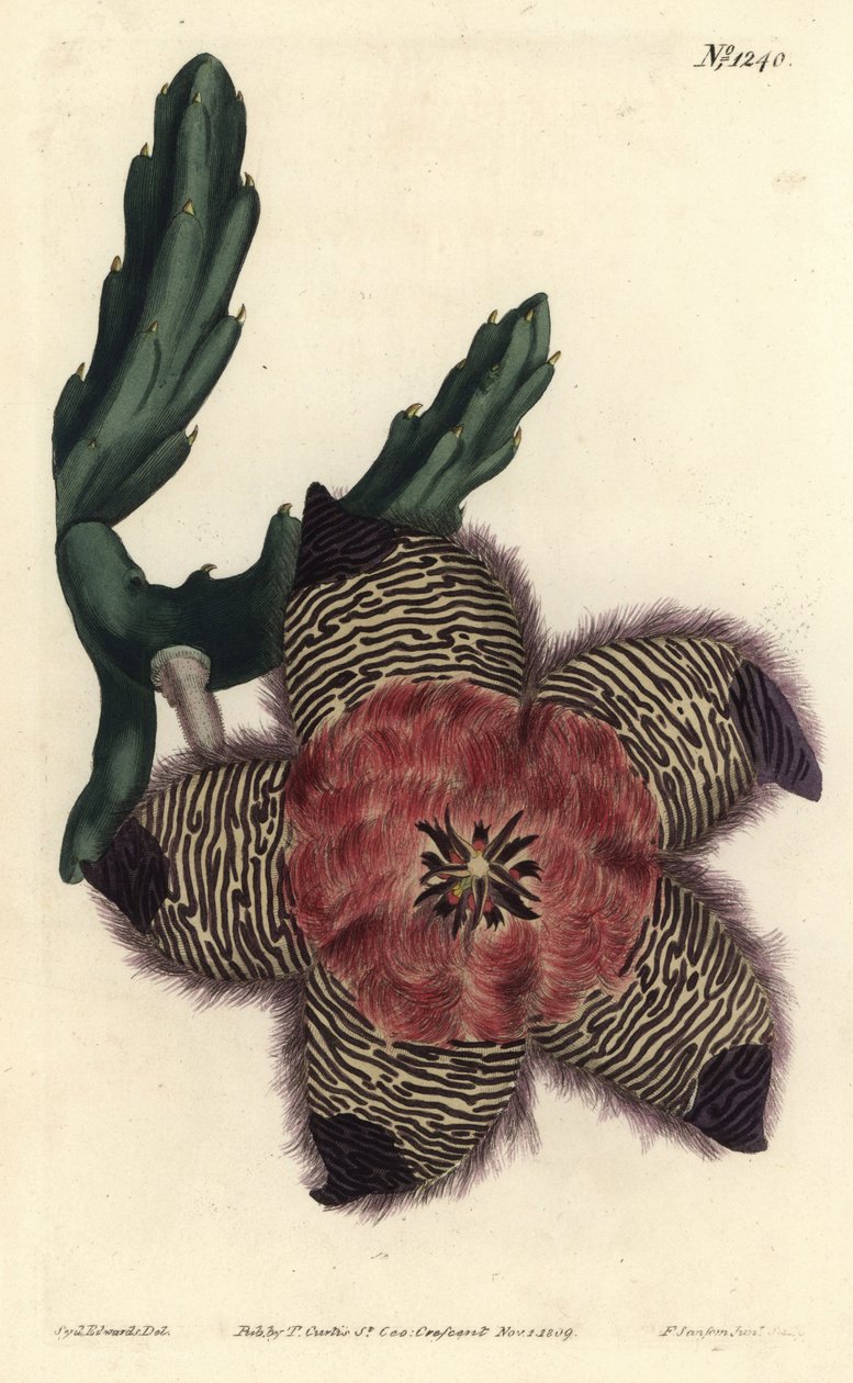 枕头状石竹，Stapelia pulvinata。F. Sansom Jr.根据Sydenham Edwards的插图进行的手绘铜版画，出自William Curtis的植物学杂志，T. Curtis，伦敦 作者 西德纳姆·泰斯特·爱德华兹