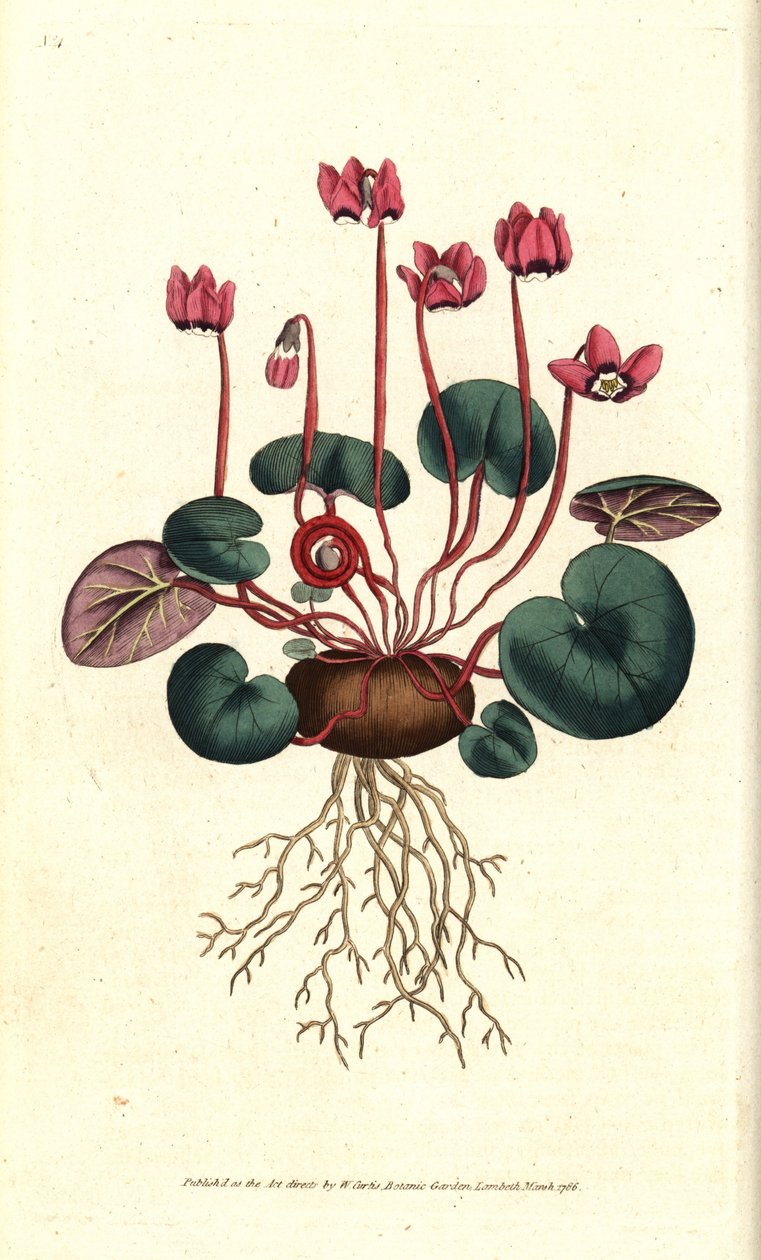 Cyclamen de Cos or Caucasus - 圆叶仙客来, Cyclamen coum.根据James Sowerby的植物学插图手工雕刻的铜版画，出自William Curtis的《植物学杂志》，伦敦Lambeth Marsh。 作者 西德纳姆·泰斯特·爱德华兹