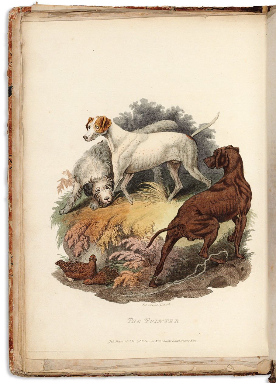 Cynographia Britannica：1800-05年在英国存在的各种犬种的彩色版画 作者 西德纳姆·泰斯特·爱德华兹