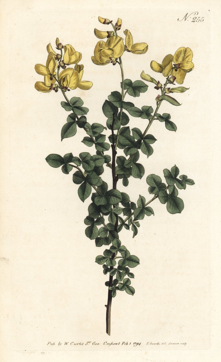 Cytisophyllum sessilifolium (Common cytisus, Cytisus sessilifolius) 。Sansom根据Sydenham Edwards的插图进行的手绘铜版画，出自William Curtis的植物杂志，伦敦 作者 西德纳姆·泰斯特·爱德华兹