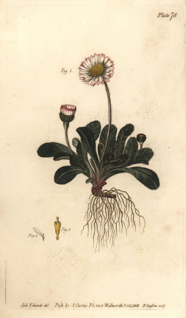 雏菊，Bellis perennis，Polygamia superflua。F.Sansom为威廉-柯蒂斯在兰贝斯植物园发表的植物学讲座提供的植物学插图的手绘铜版画，由Sydenham Edwards创作。 作者 西德纳姆·泰斯特·爱德华兹