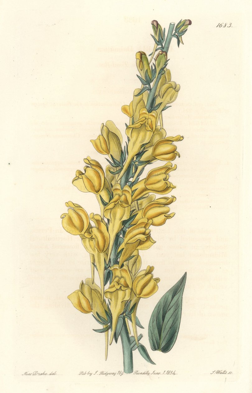 达尔马提亚-利纳-强水，作者是S.沃茨，出自莎拉-安妮-德雷克（1803-1857）的插图，来自《植物志》。 作者 西德纳姆·泰斯特·爱德华兹
