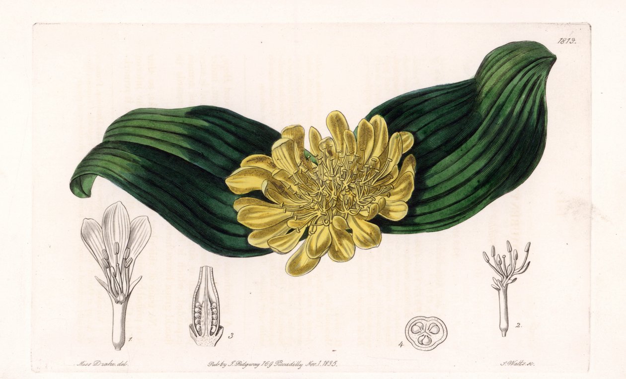 Daubenya Variete - S.Watts雕刻的图版，来自Sarah Anne Drake（1803-1857）的插图，出自英国Sydenham Edwards（1768-1819）的植物学登记册。 作者 西德纳姆·泰斯特·爱德华兹