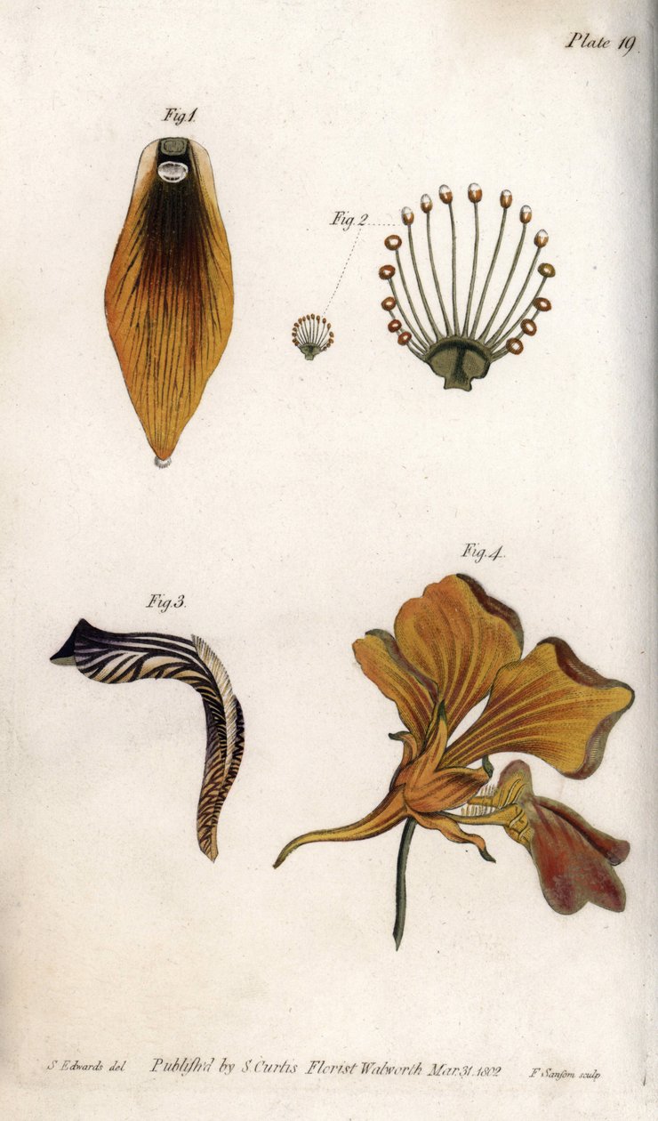 详细描述鸢尾花的茎和冠。彩色铜版画，由Sydenham Edwards（1768-1819）为兰贝斯植物园（英国）的植物学会议提供的插图。 作者 西德纳姆·泰斯特·爱德华兹