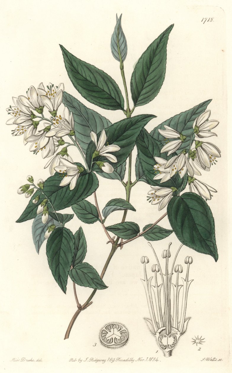 Deutzie rude，原产于日本--S.Watts根据Sarah Anne Drake（1803-1857）的插图创作的Water forte，来自《植物志》。 作者 西德纳姆·泰斯特·爱德华兹