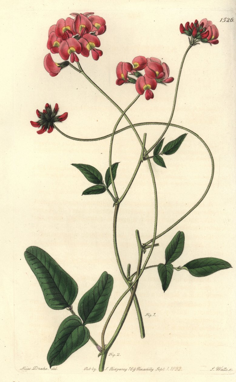 扩张的kennedya，Kennedya dilatata。S. Watts根据Sydenham Edwards的《植物志》中Sarah Drake小姐的插图进行的手绘铜版画，Ridgeway，伦敦 作者 西德纳姆·泰斯特·爱德华兹