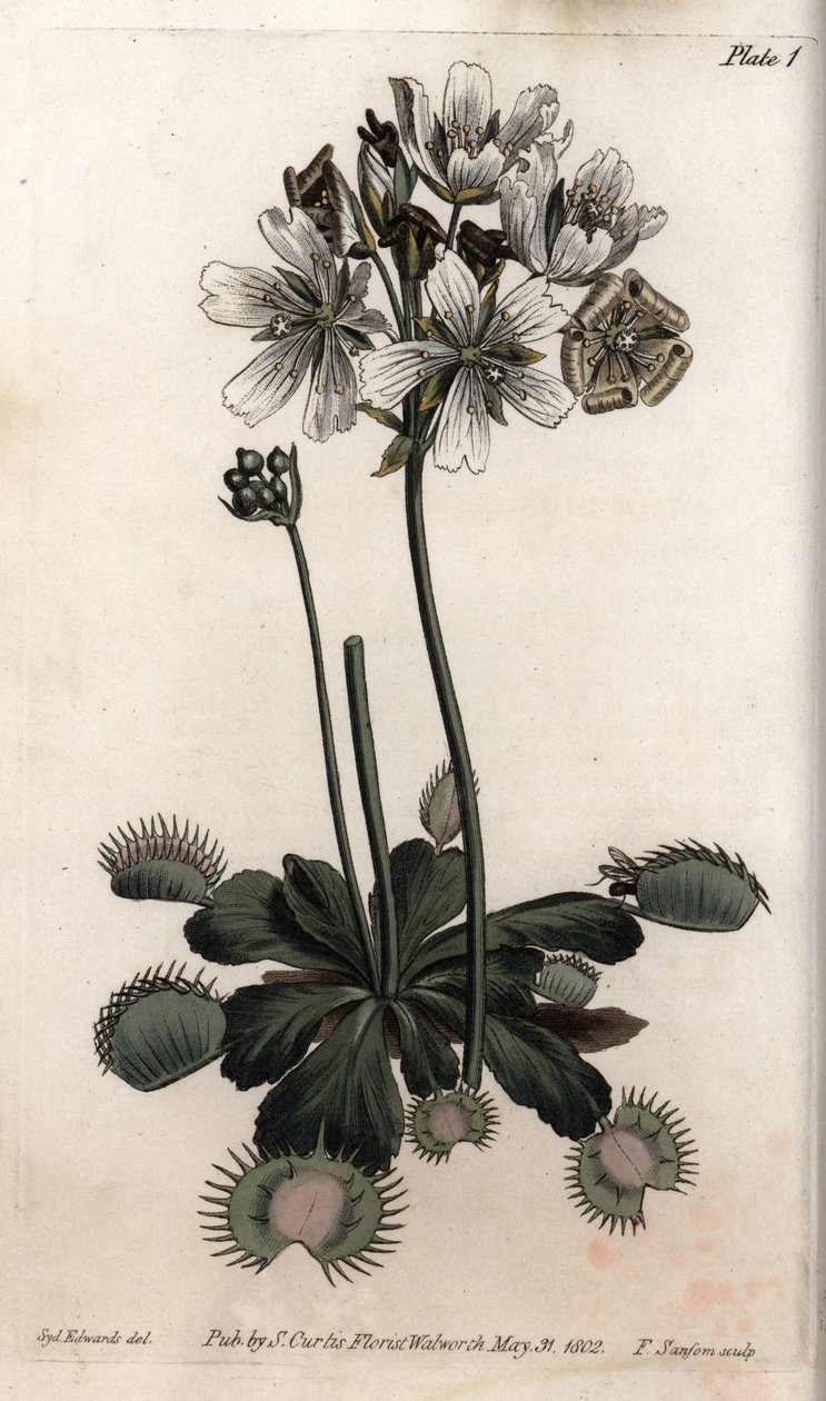 Dionee 捕捉苍蝇或狼陷阱。 彩色铜版画，由 Sydenham Edwards（1768-1819）为兰贝斯植物园（英格兰）植物园会议绘制的插图 作者 西德纳姆·泰斯特·爱德华兹