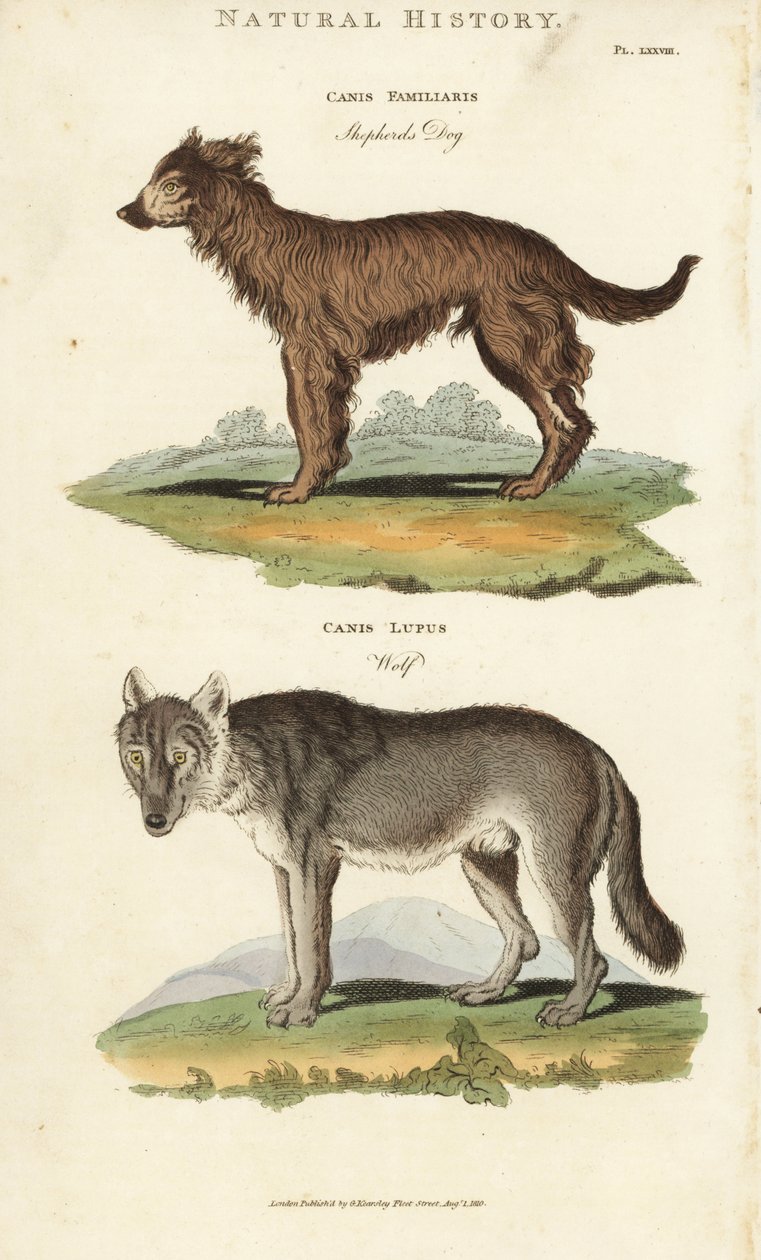 狗和狼 - 牧羊犬，Canis familiaris，和狼，Canis lupus。手绘铜版画，出自约翰-梅森-古德的《新百科全书》（Pantologia），G. Kearsley，伦敦。 作者 西德纳姆·泰斯特·爱德华兹