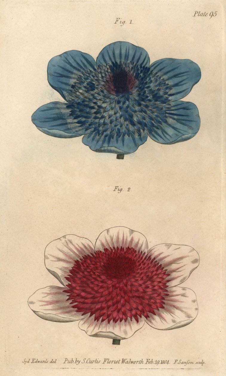 双蓝海葵和双海葵品种，海葵冠状。 F. Sansom 为威廉·柯蒂斯 (William Curtis) 植物学讲座绘制的植物插图，由 F. Sansom 手工雕刻，在兰贝斯植物园交付 作者 西德纳姆·泰斯特·爱德华兹