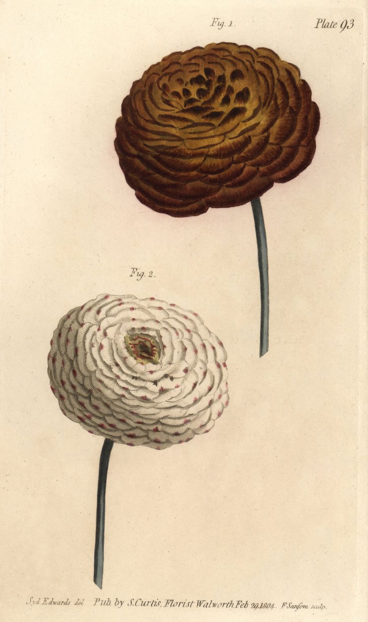 双重毛茛品种，波斯毛茛，Ranunculus asiaticus。F. Sansom的手绘铜版画，是Sydenham Edwards为William Curtis在兰贝斯植物园的植物学讲座所做的植物学插图。 作者 西德纳姆·泰斯特·爱德华兹