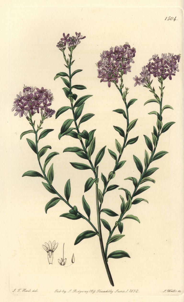 Gill博士的Selago，Selago gillii。S. Watts根据J.T. Hart的插图进行的手绘铜版画，出自Sydenham Edwards的《植物志》，伦敦Ridgeway。 作者 西德纳姆·泰斯特·爱德华兹
